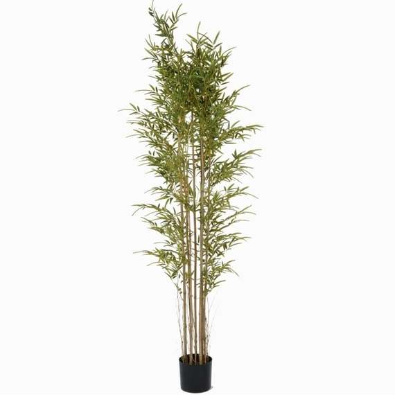 Бамбук высота 210 см, кустистый