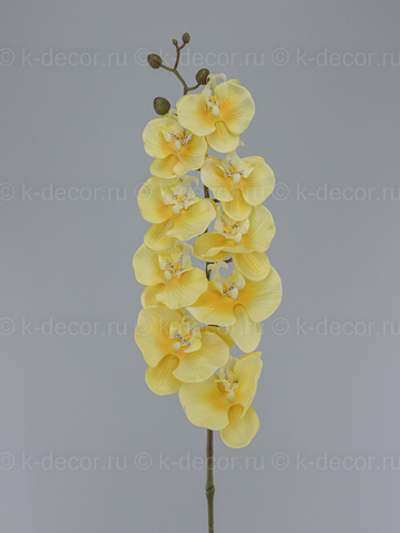 Орхидея Малибу 9 голов