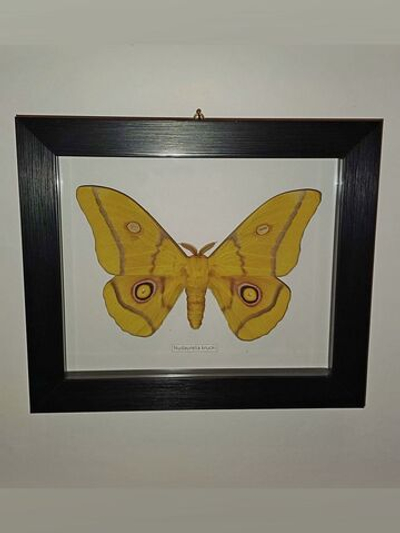 Сатурния Nudaurelia krucki в рамке