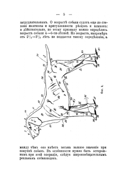 Породы собак | Ф. Крихлер