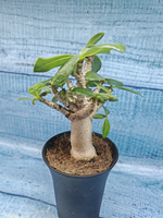 Adenium Baobab (Адениум)