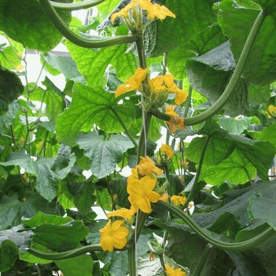 Бегунок F1 семена огурца пчелоопыляемого (Гавриш)