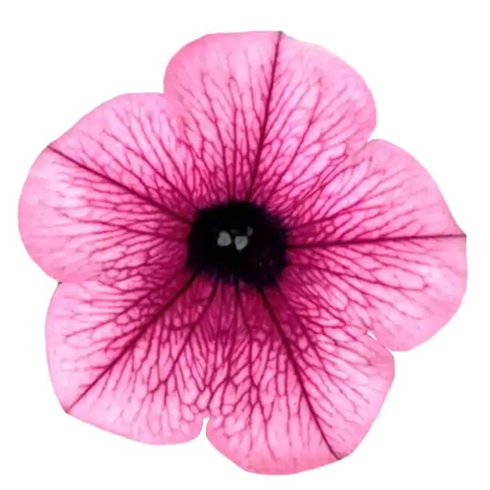 Петуния SURFINIA Pink Vein