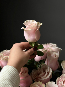 Розы поштучно «Pink mondial» (Эквадор)