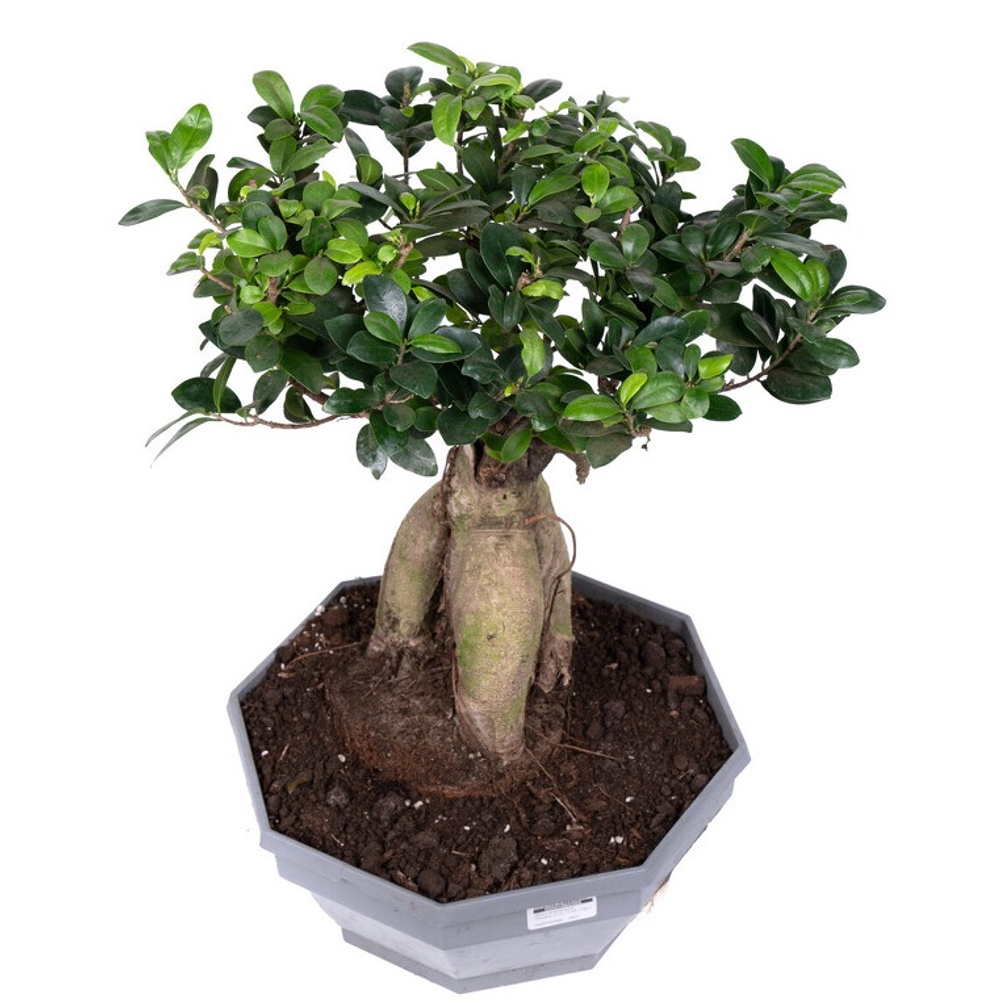 Фикус микрокарпа Гинсенг