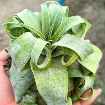 Тилландсия streptophylla Belize Mexico