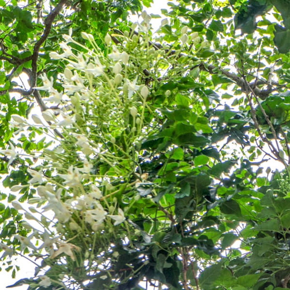 Миллингтония садовая – Millingtonia hortensis