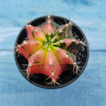 Gymnocalycium Variegata (Гимнокалициум Вариегатный)