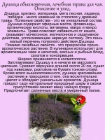 Душица Обыкновенная трава для чая лечебная Орегано