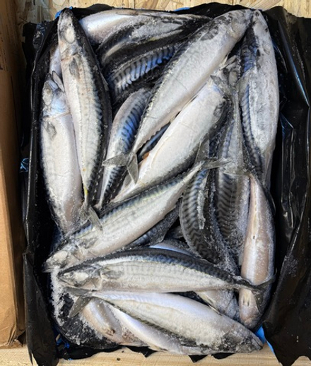 Скумбрия 400-600 Фарерские Острова 12.5кг