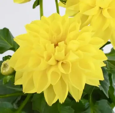 1789 Георгин LABELLA MEDIO YELLOW