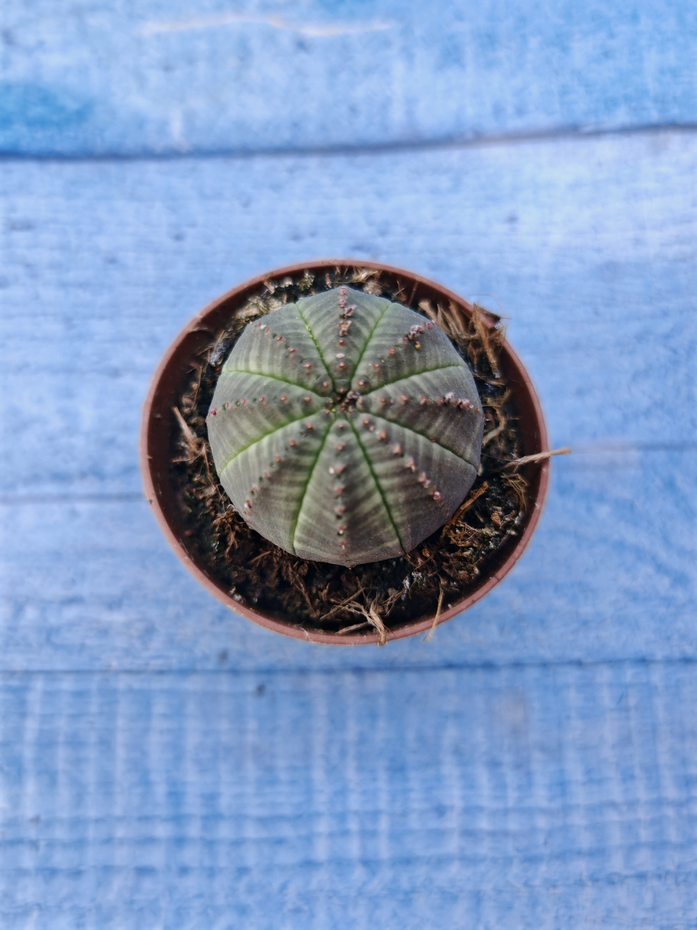 Euphorbia Obesa (Эуфорбия)
