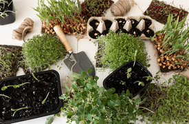 Как правильно выбирать семена для посадки овощей и зелени, чтобы не разочароваться в своей покупке