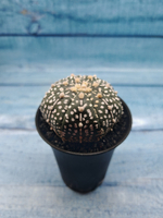 Astrophytum Asterias (Астрофитум)