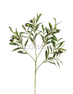 Ветки, листья