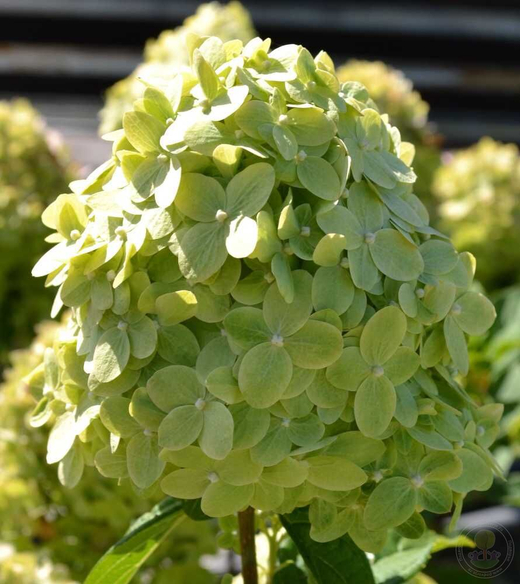 Гортензия метельчатая Гарденлайт Гринлайт (3/4 ветки) Закупка М59 апрель 2026