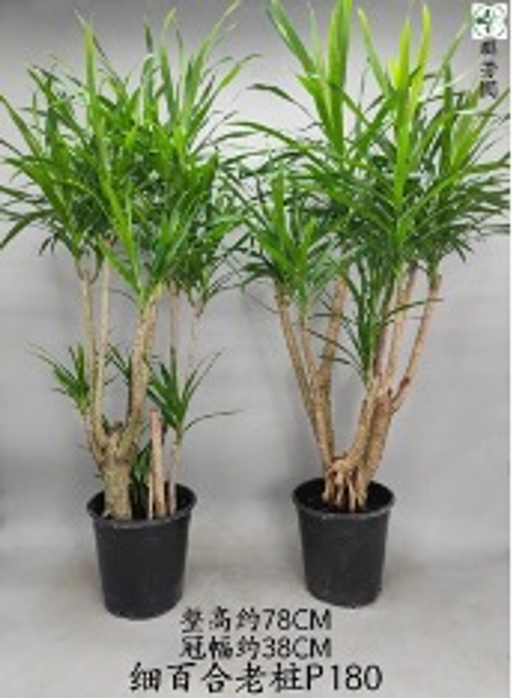 Драцена Reflexa д.18