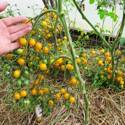 Помидоры Blondkopfchen - Девочка Блондинка