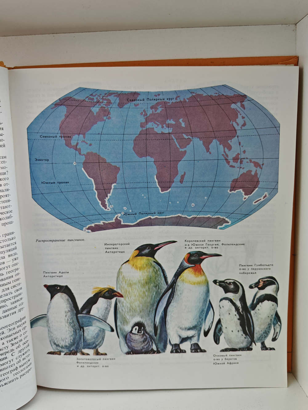 Животный мир Земли