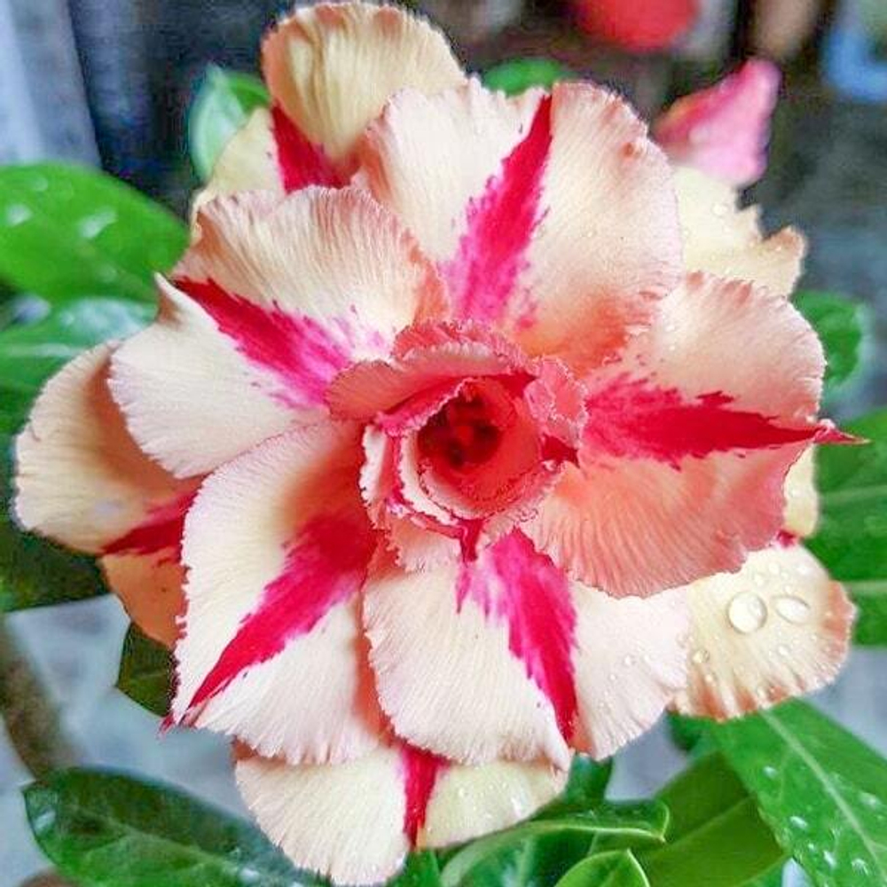 Адениум обесум 048 Kim Anh