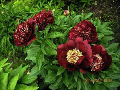 Пион Бакай Белл