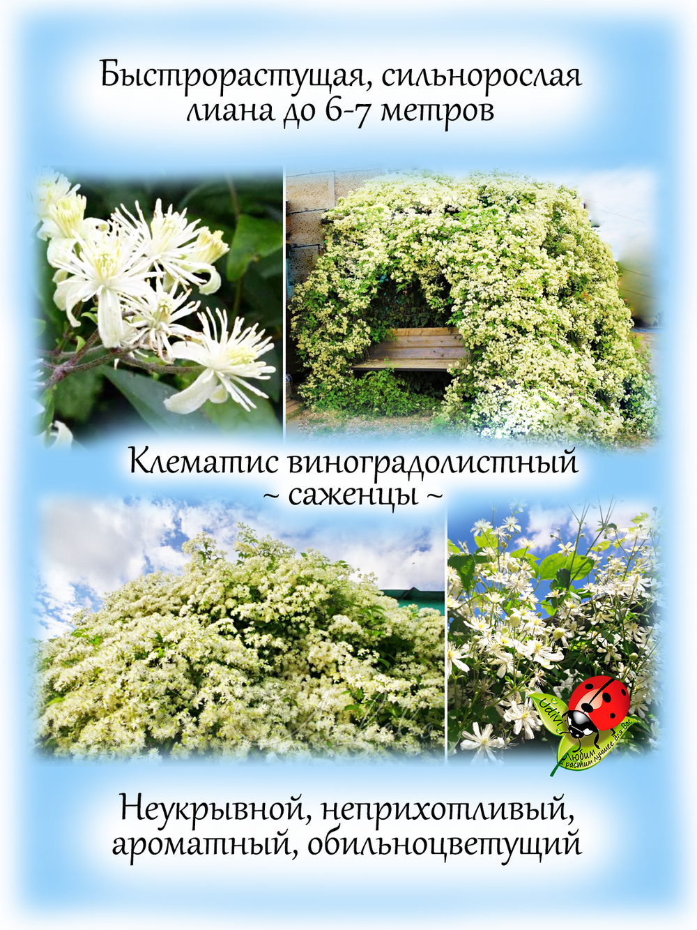 Клематис виноградолистный Ломонос