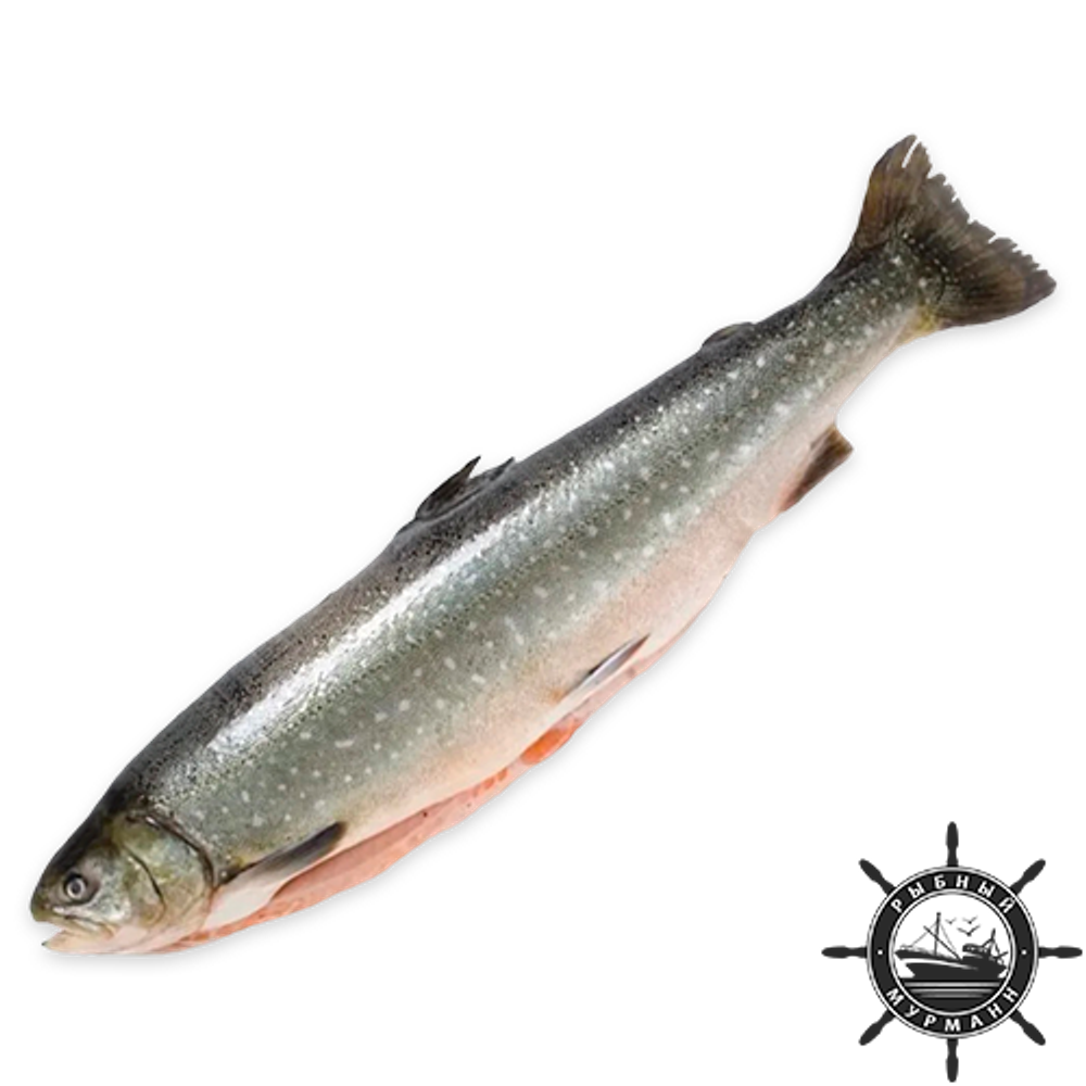 Голец свежемороженый, штучно