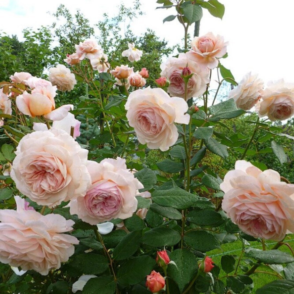 Роза Э Шропшир Лэд , A Shropshire Lad