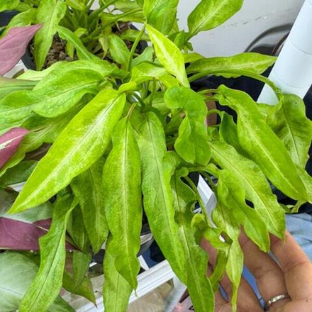 Сингониум RIBBON LEMON