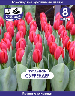 Луковичные цветы Тюльпан, суррендер, 8шт крупные
