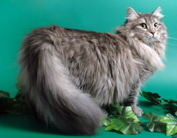Сибирская кошка, происхождение