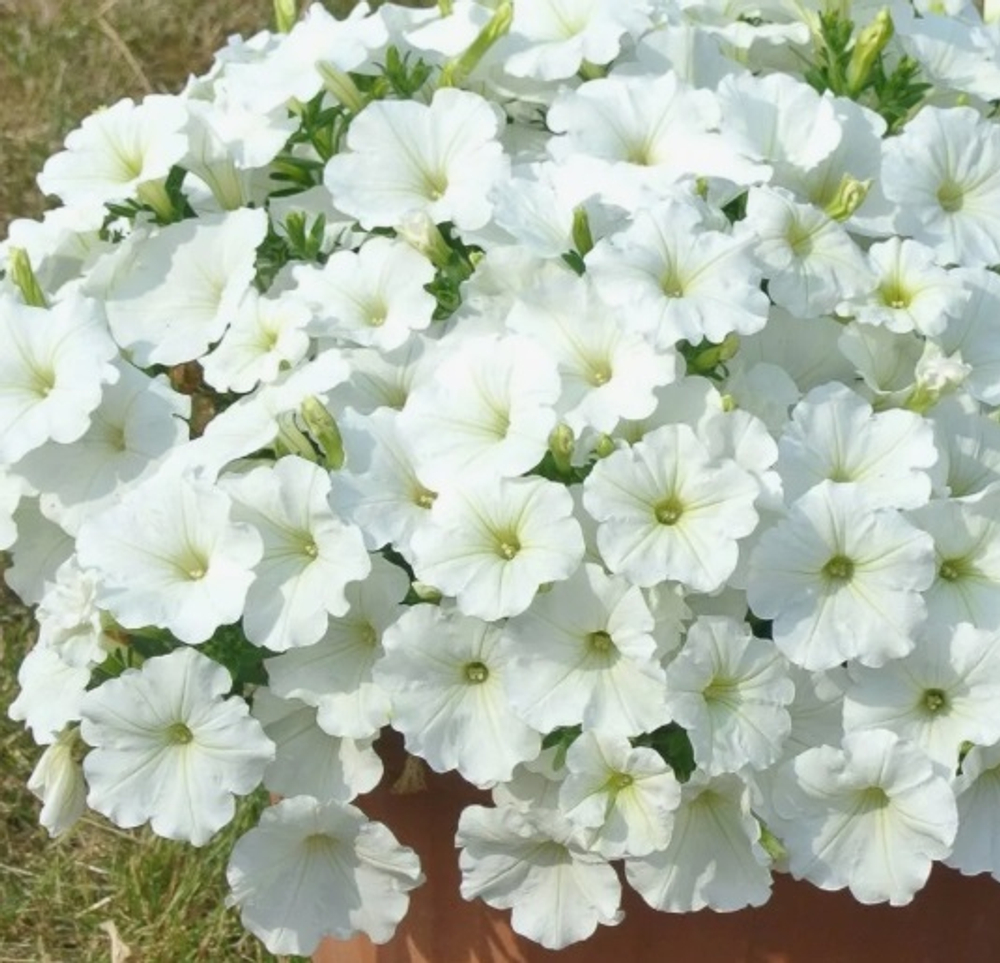 ЕВРО OVATION White НЕукоренный черенок (срезы) 10шт НОЯБРЬ