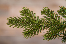 Ель Шервуд Премиум 155см зеленая Triumph Tree