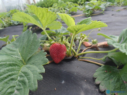 Агротекс 80 Черный для мульчирования, 3,2х10 м