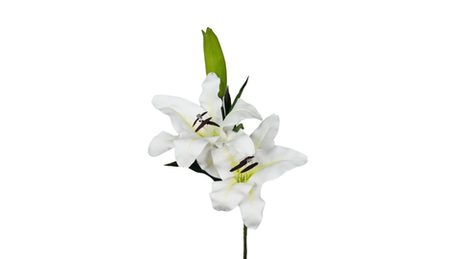 Тигровая лилия - Белый