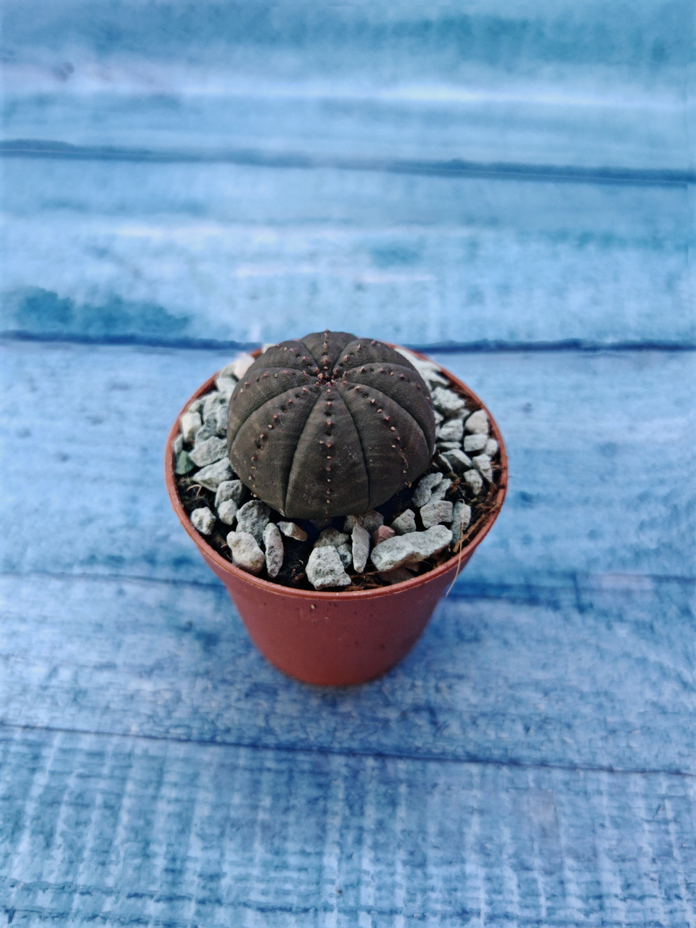 Суккулент Euphorbia Obesa (Эуфорбия)