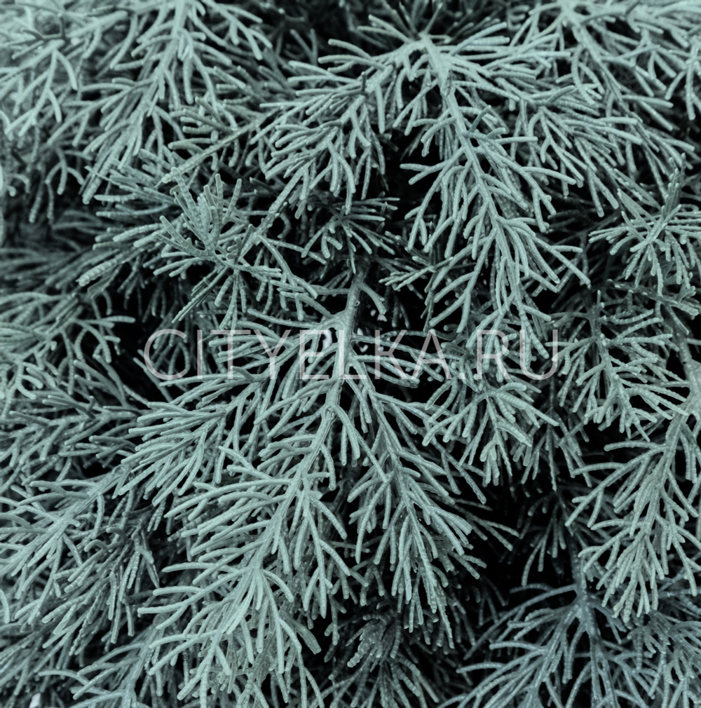 Туя малая голубая