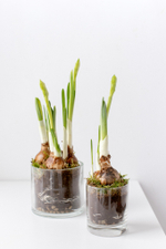 Композиция с первоцветами в стеклянной вазе размер M