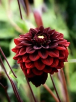 Георгин помпонный Блэк Даймонд