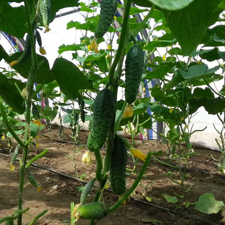 Cемена огурца Маша F1, Seminis, 7 шт.