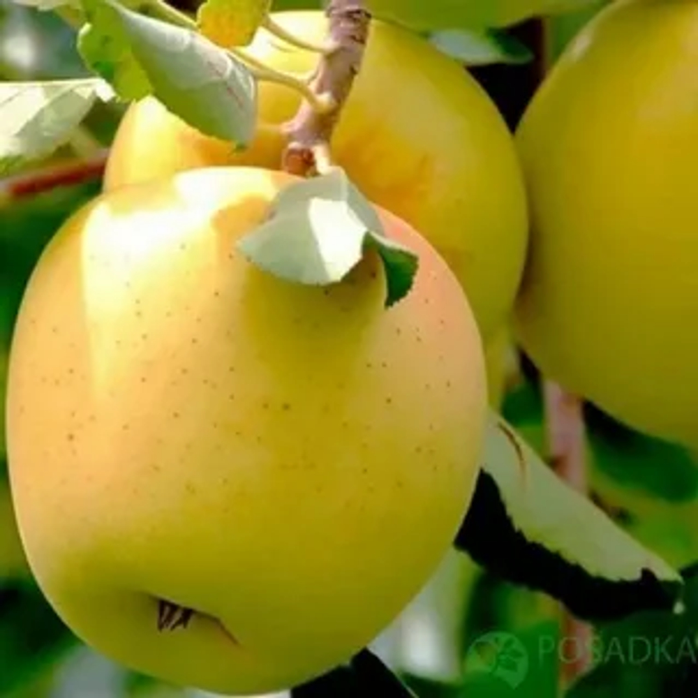 Яблоня Брянское Золотистое