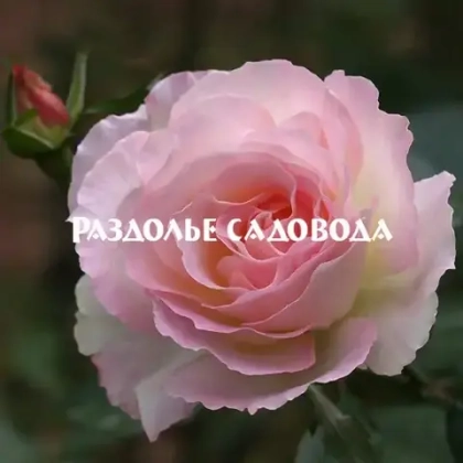 Роза флорибунда Шарль Азнавур