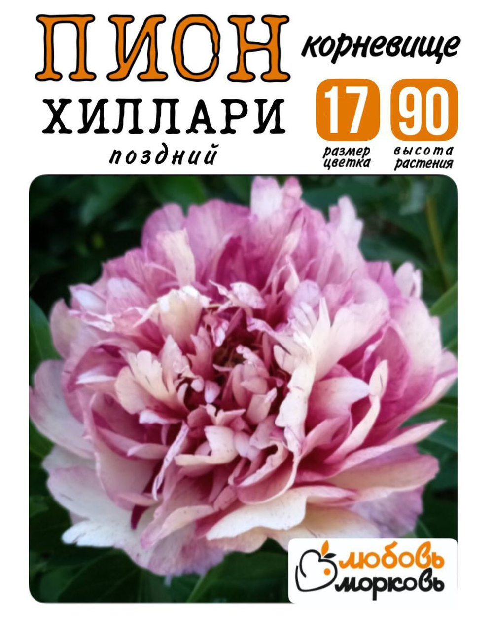 Пион Корневище, Хиллари, 3+ почек, 1шт (Любовь Морковь)