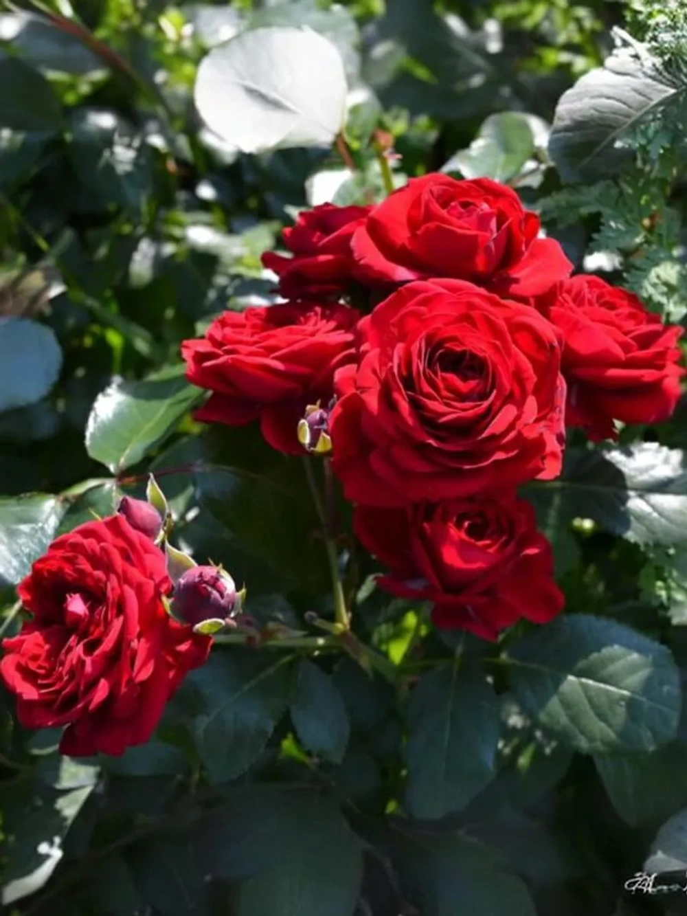 Роза флорибунда Мона Лиза