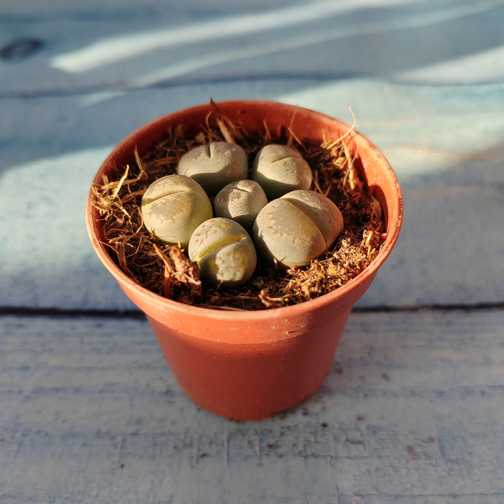 Lithops sp. (Литопсы)