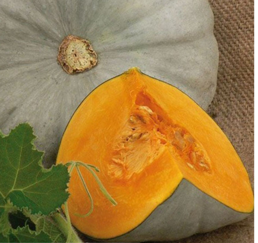 Тыква Сампсон F1 - Sampson 1000 семян