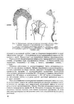 Медоносные растения | М.М. Глухов