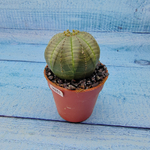 Euphoria Obesa (Эуфорбия)