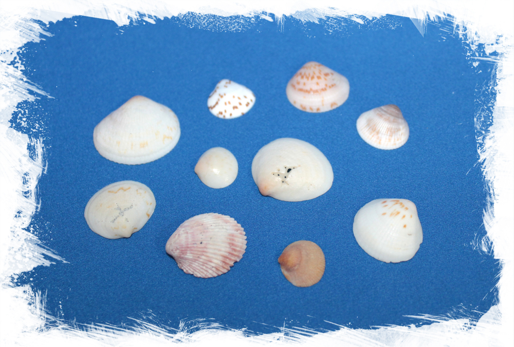 Цирце Скрипта